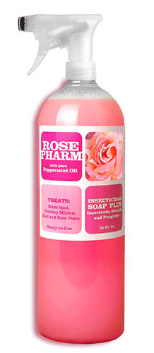 Rose Pharm